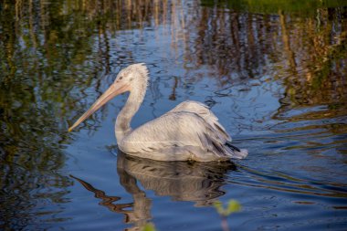 Hayvanlar. Bir pelikan gölet üzerinde görüntü