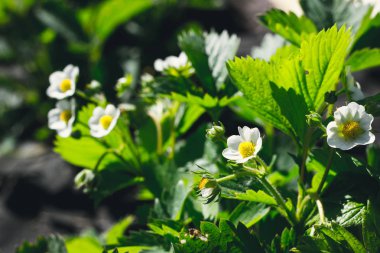 Çilek kütükler, yatay fotoğrafı yakın çekim