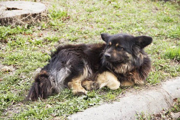 Hewan Peliharaan Gambar Horisontal Dari Anjing Yang Sedih Terletak Rumput — Stok Foto