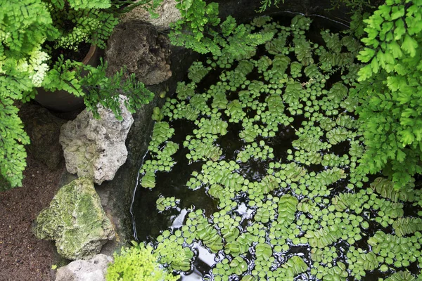 Botanik Bahçesi. Salvinia natans ve Baldırıkara otu su birikintisi yakın büyümek