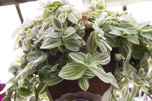 Tradescantia asılı saksının içinde yatay fotoğrafı