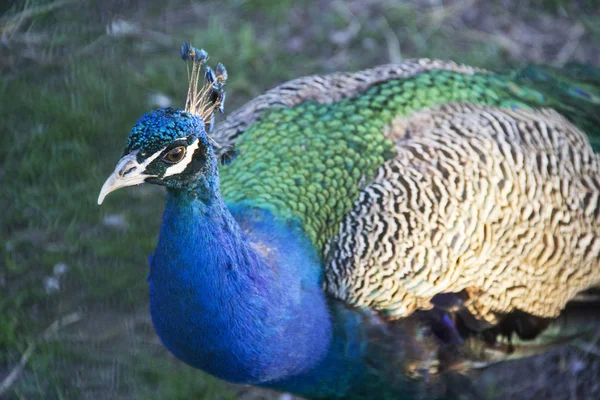 Zoo Bild Von Schönen Pfau Nahaufnahme — Stockfoto