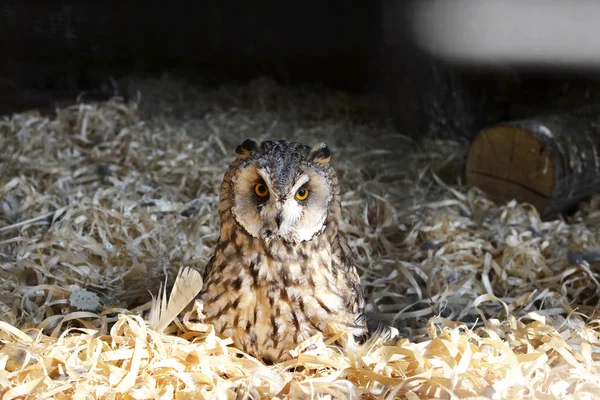 Zoo Hibou Assis Dans Des Copeaux Bois Gros Plan — Photo