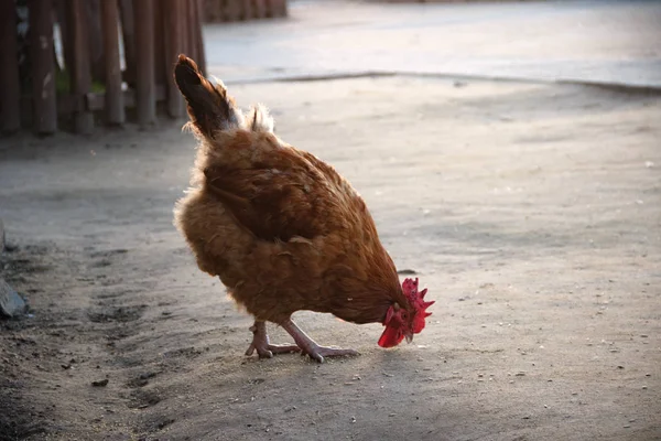 Granja Imagen Pollo Picoteando Grano Primer Plano — Foto de Stock