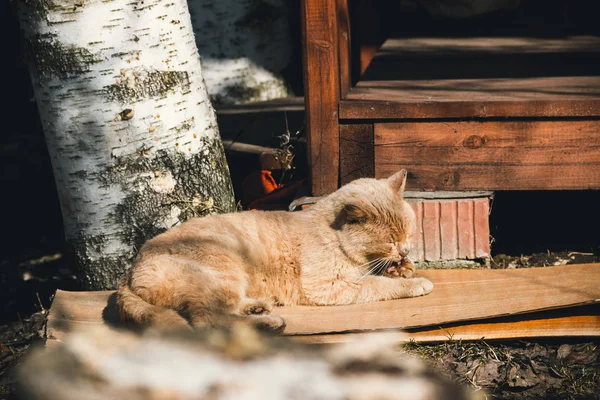 Dieren Foto Van Rode Kater Zijn Poot Likken Liggend — Stockfoto