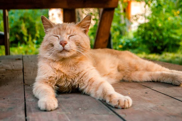 Happy Cat Czerwony Leży Dom Letni Zbliżenie — Zdjęcie stockowe