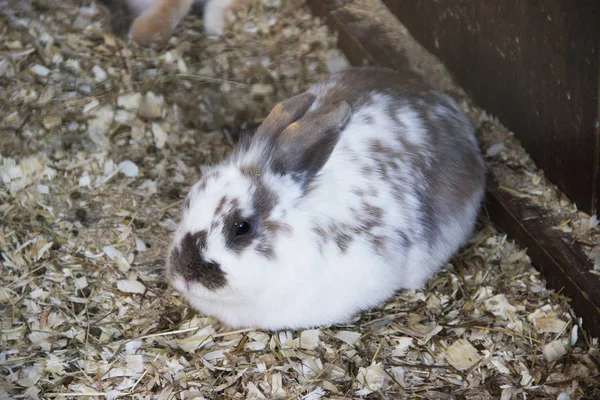 可爱的兔子照片在接触动物园 — 图库照片