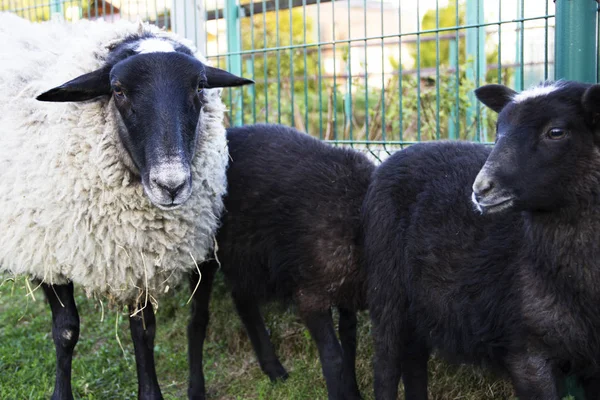 連絡先動物園で羊のおかしな家族 — ストック写真