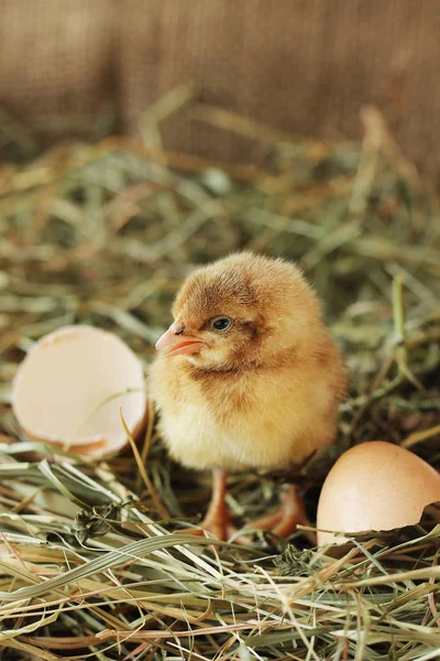 Farm Animals Vertical Photo Tiny Chicken Close — Stock Photo, Image