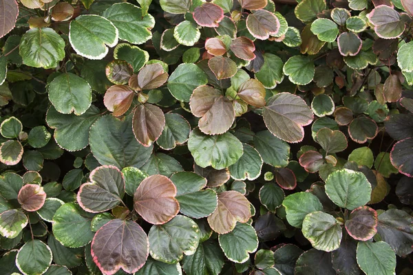 Top View Acalypha Wilkesiana Botanical Garden — Stock Photo, Image