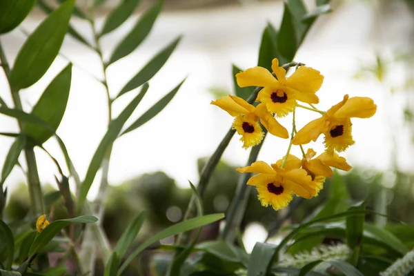 Nature Belle Orchidée Fleurie Dans Jardin Botanique — Photo