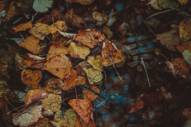 Sonbahar depresyon kavramı. Düşmüş yaprakları azıyorum, yakın çekim