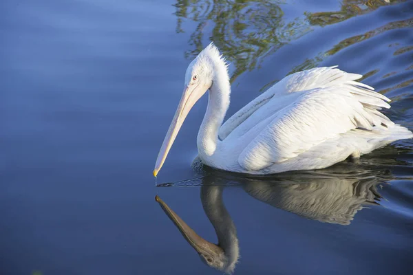 Animals. Photo of pelican floats in the pond