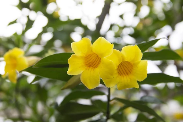 Leuchtende Allamanda Blüten Botanischen Garten — Stockfoto