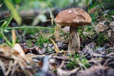 Sonbahar. Leccinum görüntü ormanda, yakın çekim