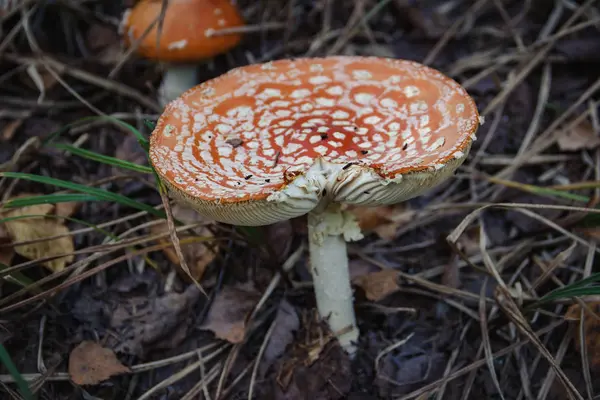 Obraz Amanita Lesie Zbliżenie — Zdjęcie stockowe