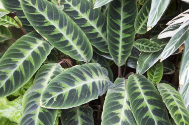 Botanik bahçesinde Calathea warszewiczii görüntüsünü