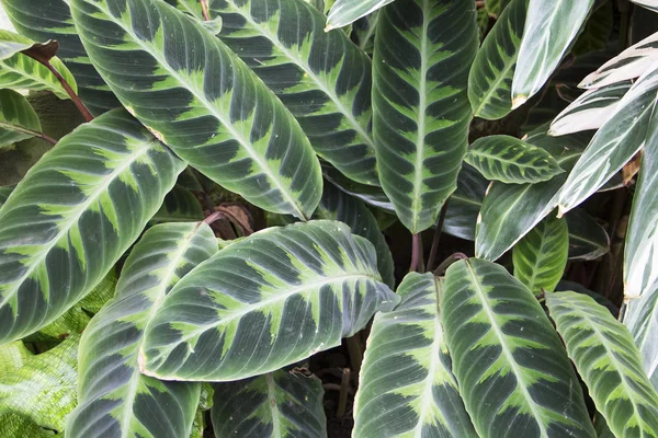 Botanik bahçesinde Calathea warszewiczii görüntüsünü