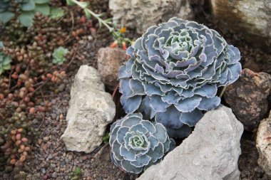 Suretinde Echeveria Shaviana ve bahçedeki peyzaj tasarımı