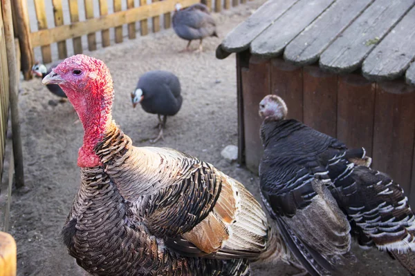 家禽饲养场中火鸡及禽畜的形象 — 图库照片