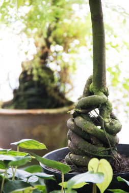 Bahçede. Odak ficus bonsai kök, yakın çekim