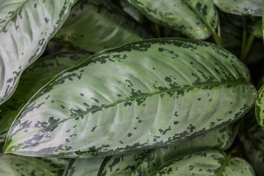 Botanik Bahçesi de Aglaonema commutatum Schott Funda görüntüsünü