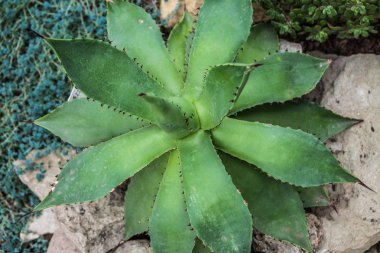 Agav succulents botanik bahçesinde üstten görünüm