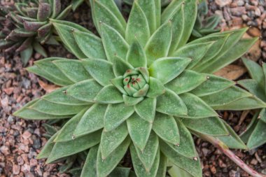 Echeveria succulents botanik bahçesinde görüntüsünü