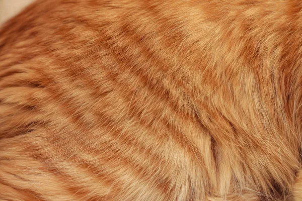 Zwierzęta Tekstura Futro Kot Imbir Zbliżenie Zdjęcie — Zdjęcie stockowe
