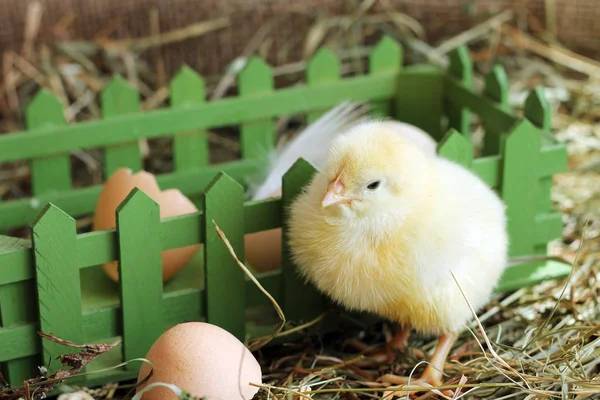 Animals Portrait Adorable Chicken Wooden Box — Stock Photo, Image