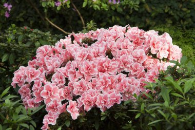 Güzel bir Botanik Bahçesi açelya çalılıkların görüntüsünü
