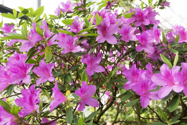 Foto Azalea Bush Jardín Botánico — Foto de Stock