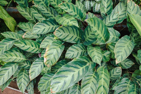 Görüntü Calathea alberti Bush bir Botanik Bahçesi içinde