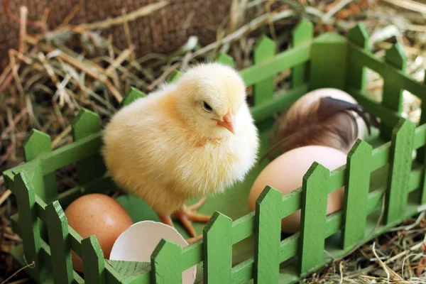 Dieren. Afbeelding van kleine kip en houten doos — Stockfoto