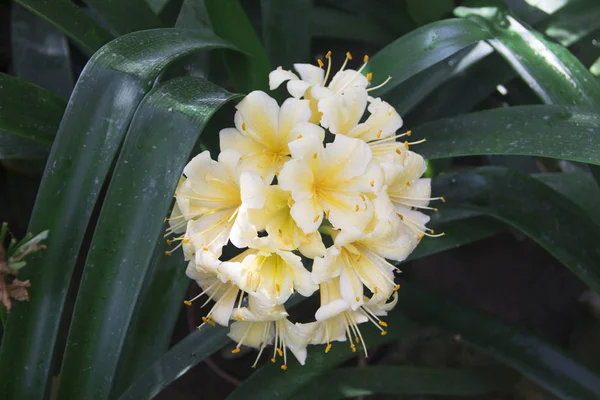 Blommande clivia i botaniska trädgården Stockfoto