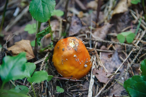 Forest flora. Photo of mushroom, close-up