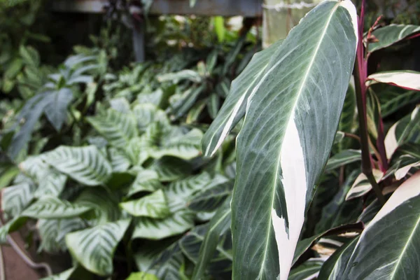 Nærbilde av Ctenanthe i den botaniske hagen – stockfoto