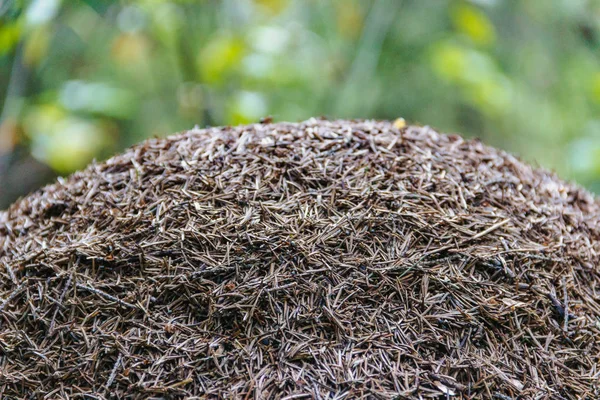 Horizontal foto de Anthill na floresta — Fotografia de Stock