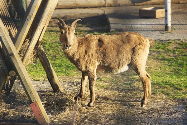 En el zoológico. La imagen de la cabra se está alimentando —  Fotos de Stock