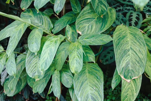 Ctenanthe lubbersiana i botaniska trädgården Stockbild