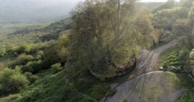 Platanus Tnjri. En eski ağacı. 4.25 211224 24 3_Cc.
