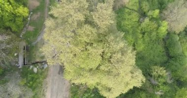 Platanus Tnjri. En eski ağacı. 4.25 21423 2.