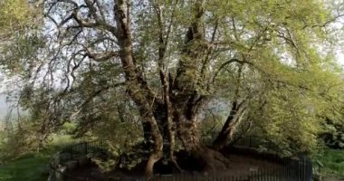 Platanus Tnjri. En eski ağacı. vadi. 4.25 213532 25 1_Cc.