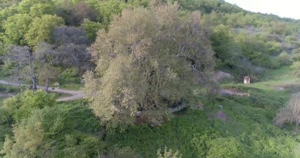 Platanus Tnjri. Äldsta träd. 4.25 25944 16 2_Cc. — Stockvideo