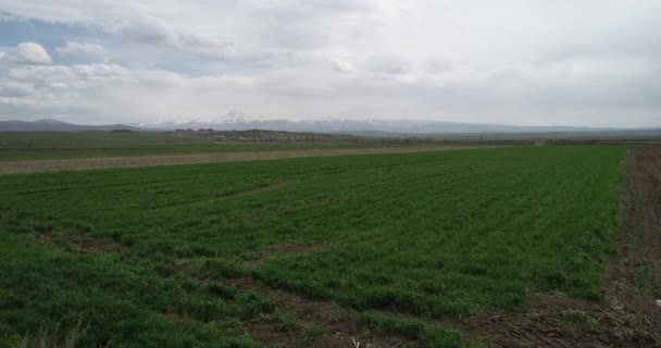 Groene velden, sneeuw bergen. Caucasus 4.19 172454 3 1. — Stockvideo