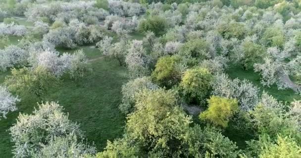 Florescimento primavera maçã parque CC 516 5846 27 . — Vídeo de Stock