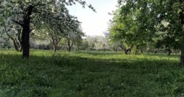 Çiçekli bahar elma park Cc, çimen, yeşil, glade, çim, yakın çekim, atış kapak, izlediğiniz, öznel kamerada sinek