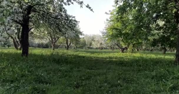 Цветущие Весенний Яблочный Парк Трава Зеленый Поляна Лужайка Закрыть Крышка — стоковое видео