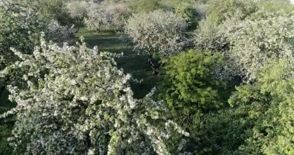 Virágzás Tavasszal Apple Park Borító Lövés Pálya Repül Felülnézet Leleplező — Stock videók