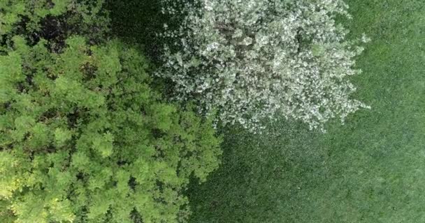 Цветущий Весенний Яблочный Парк Крышка Выстрел Вылет Вид Сверху Круговой — стоковое видео